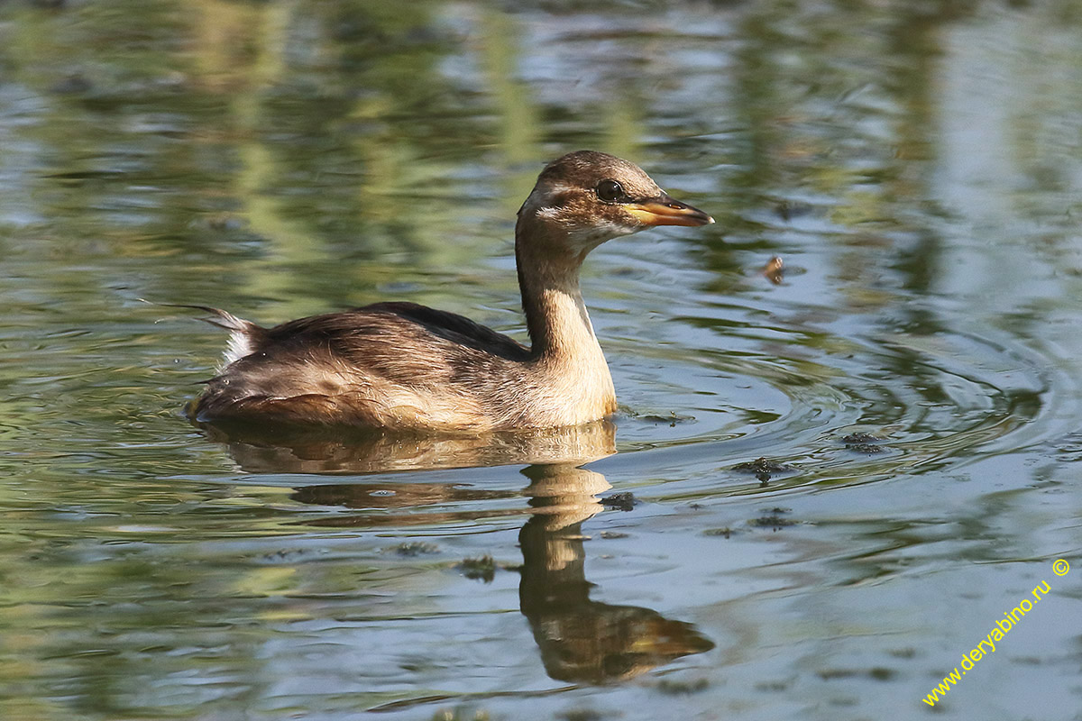   Tachybaptus ruficollis Little Grebe