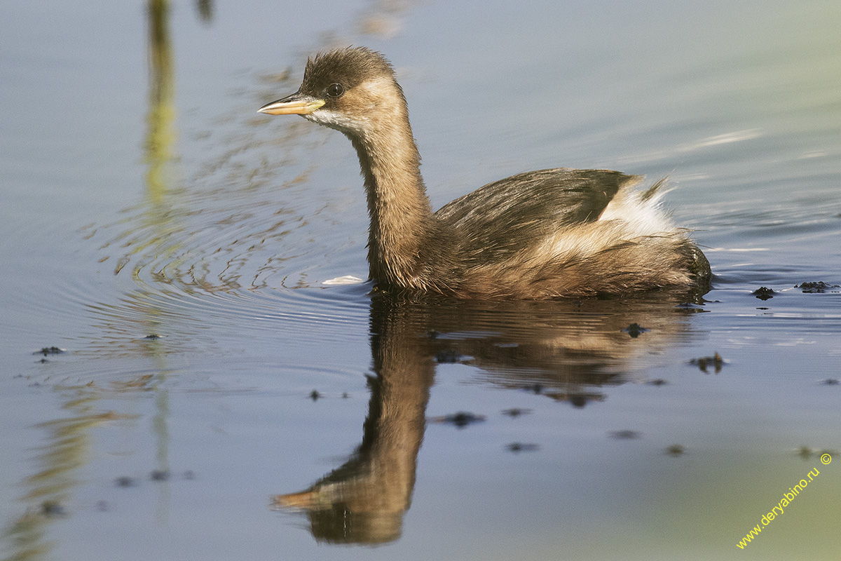   Tachybaptus ruficollis Little Grebe