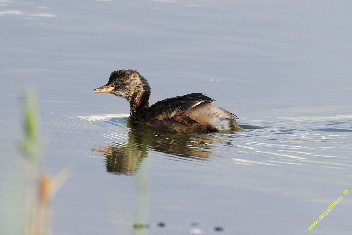   Tachybaptus ruficollis Little Grebe