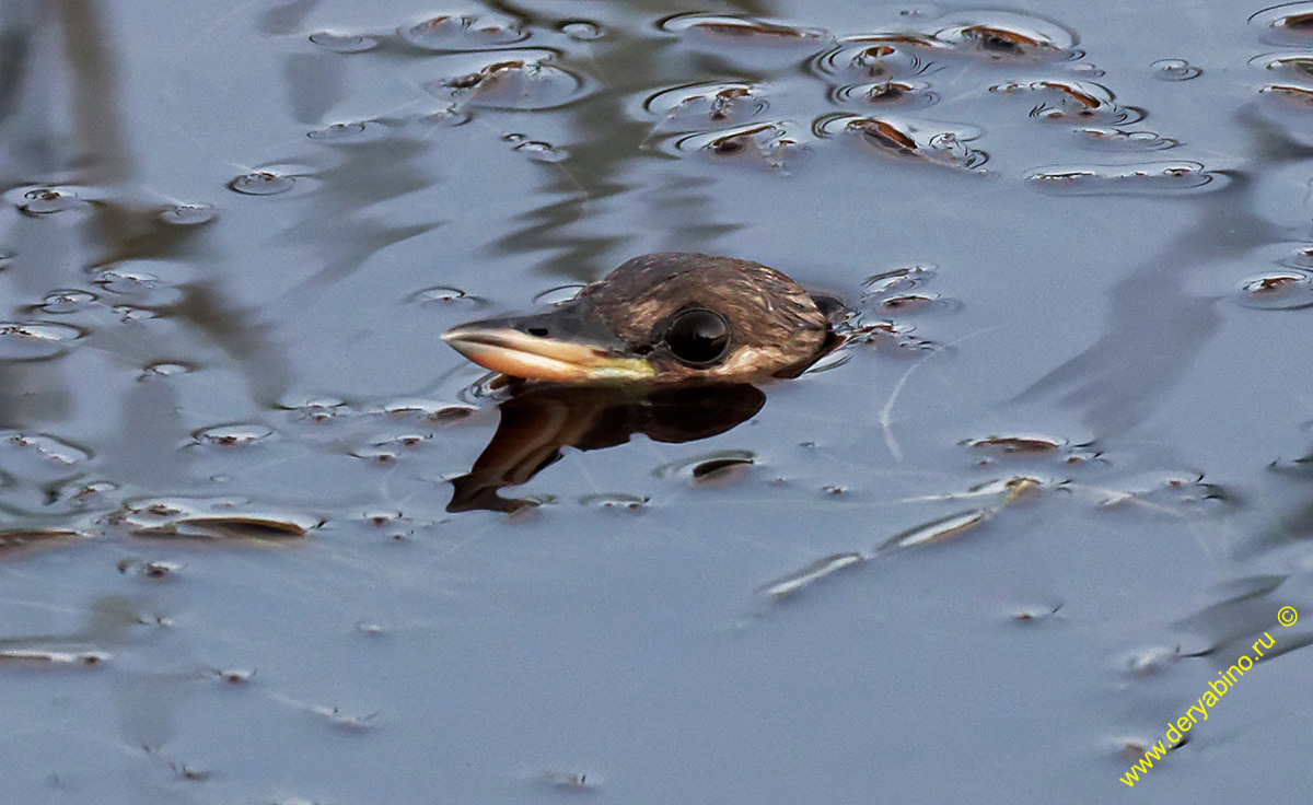   Tachybaptus ruficollis Little Grebe