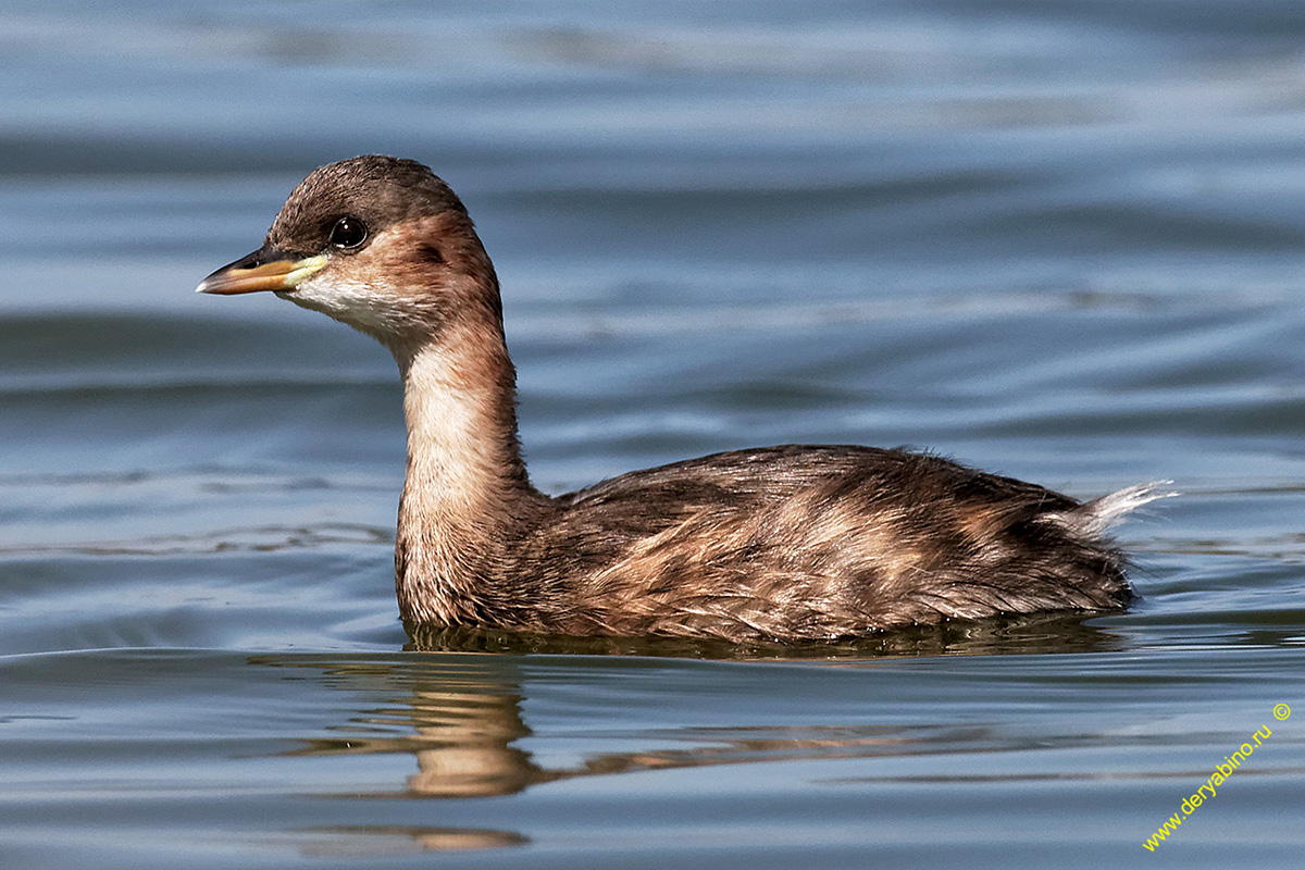   Tachybaptus ruficollis Little Grebe