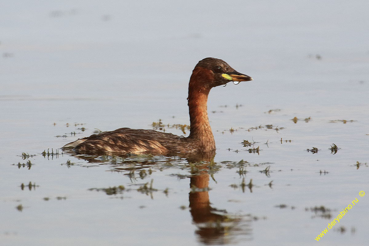   Tachybaptus ruficollis Little Grebe