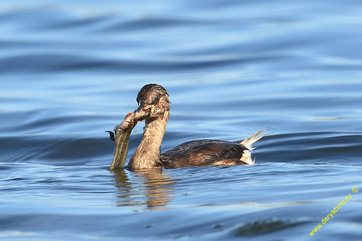   Tachybaptus ruficollis Little Grebe