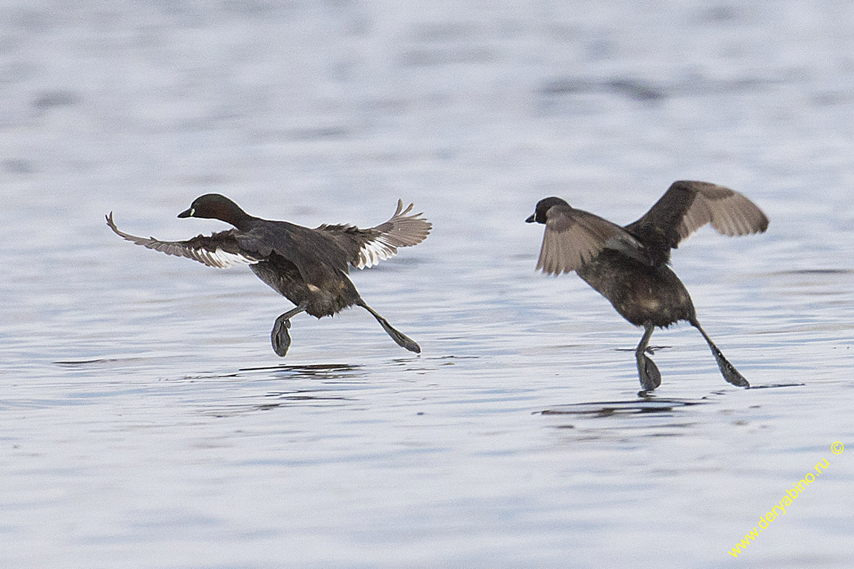   Tachybaptus ruficollis Little Grebe