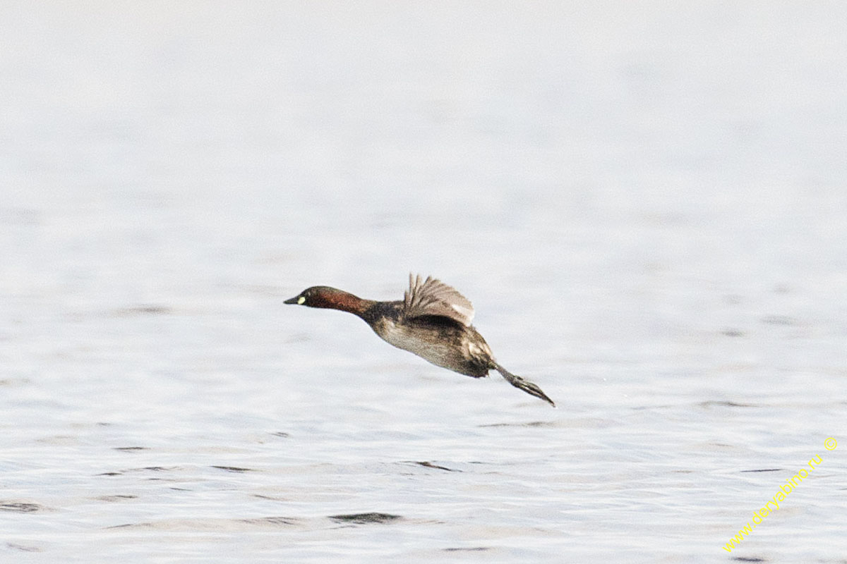   Tachybaptus ruficollis Little Grebe