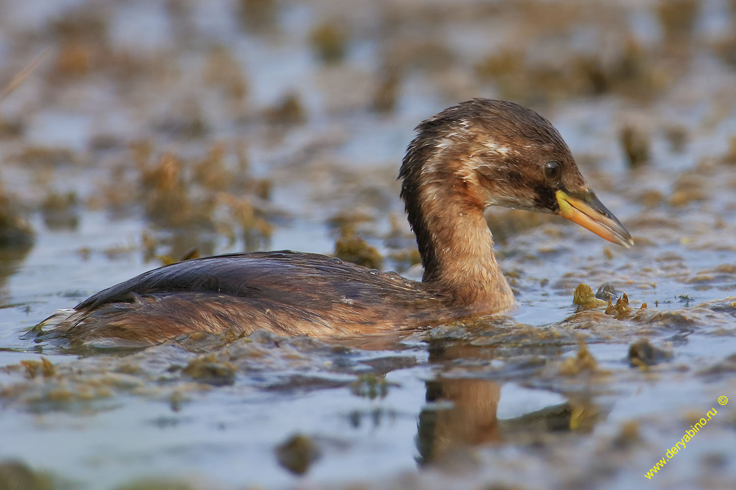   Tachybaptus ruficollis Little Grebe