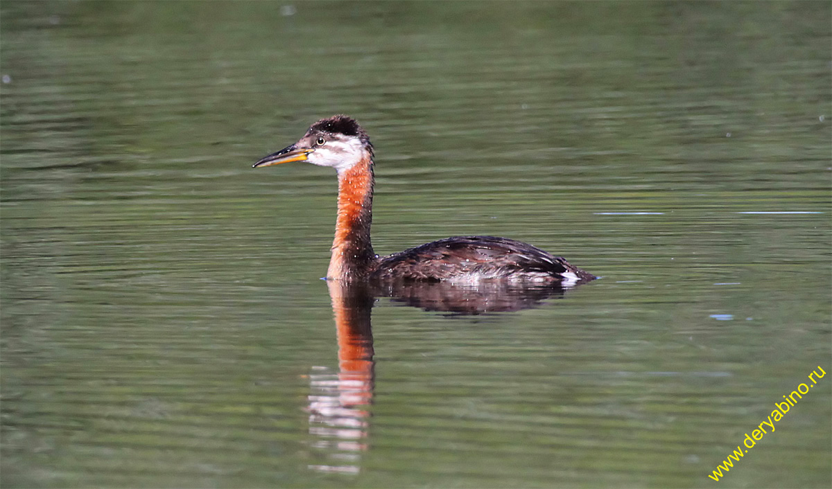   Podiceps griseigena Red-necked grebe