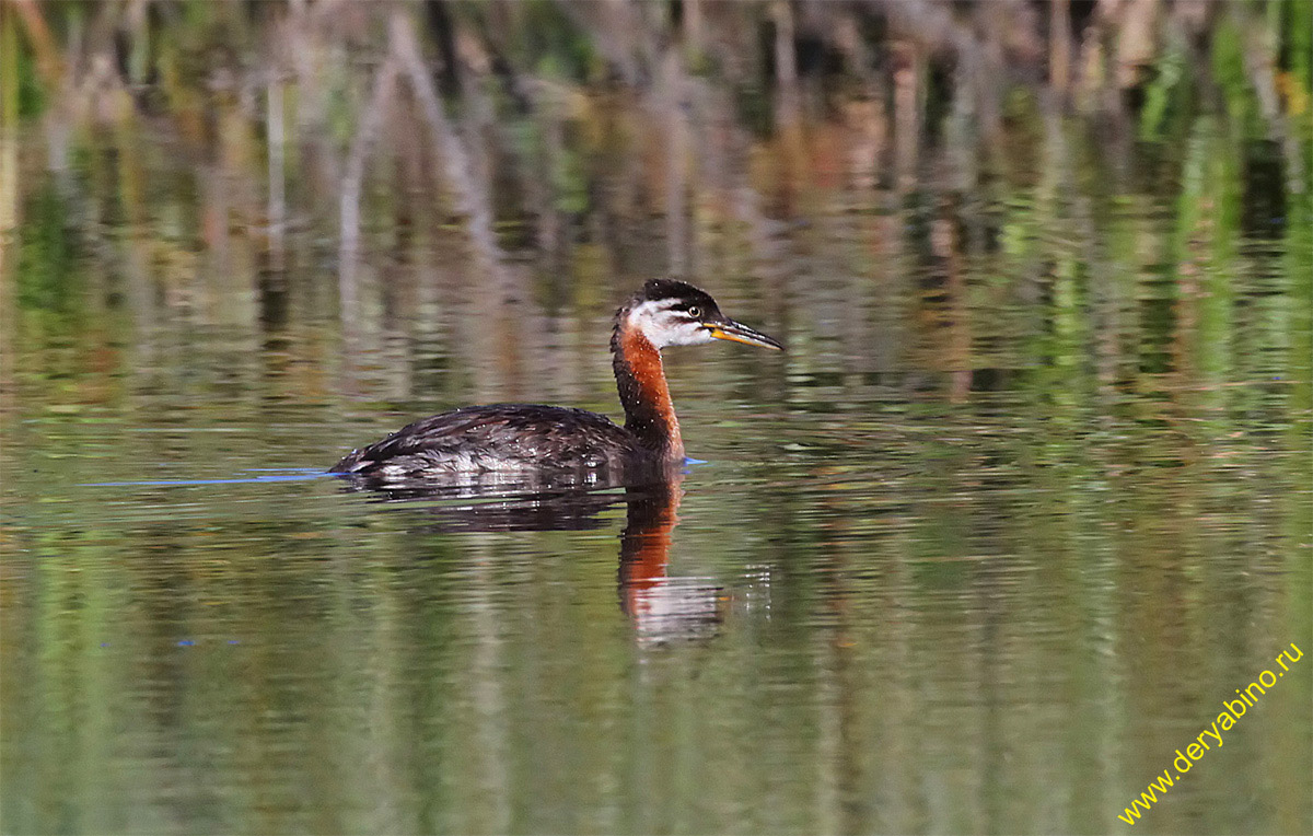   Podiceps griseigena Red-necked grebe