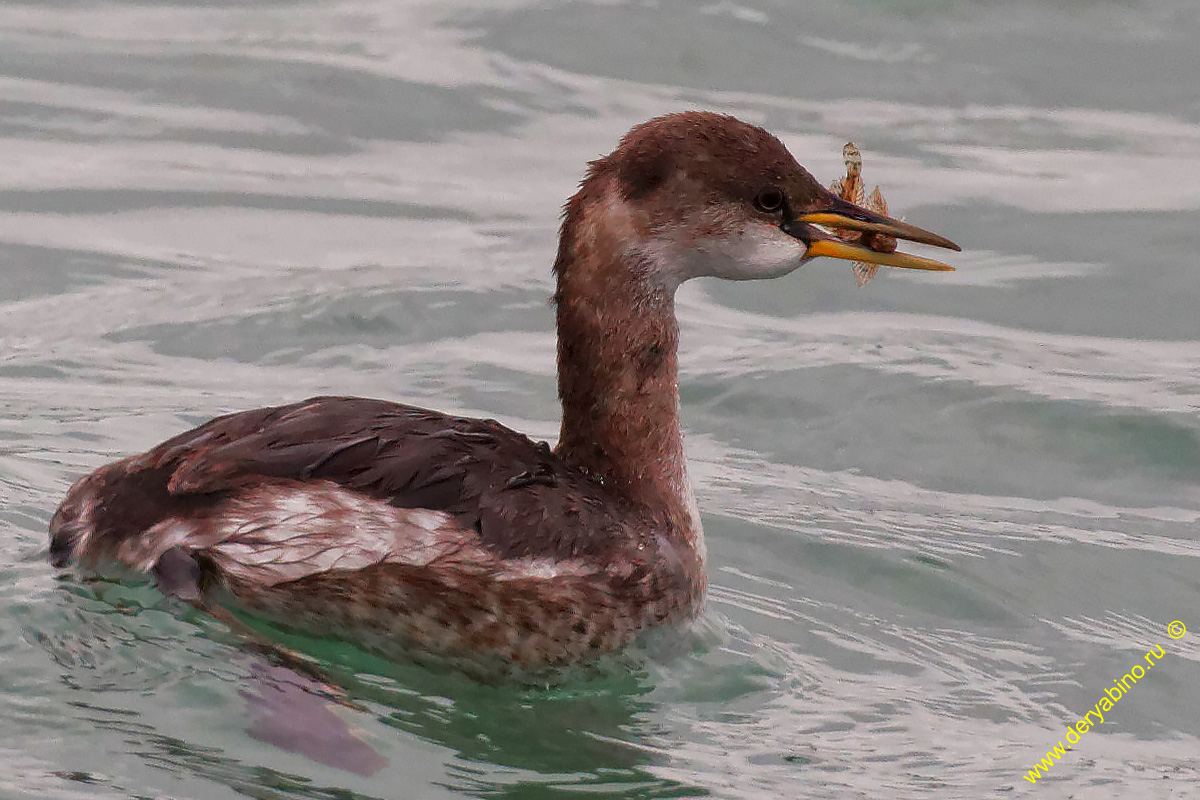   Podiceps griseigena Red-necked grebe