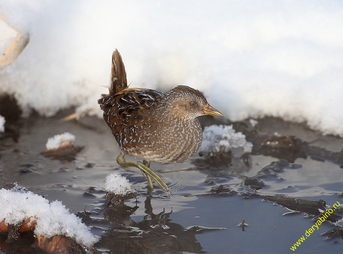  Porzana porzana Spotted Crake