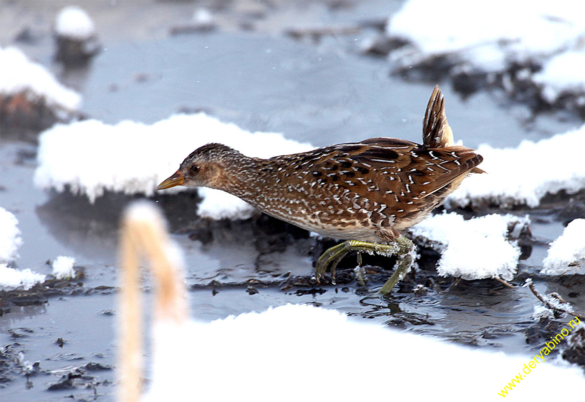  Porzana porzana Spotted Crake