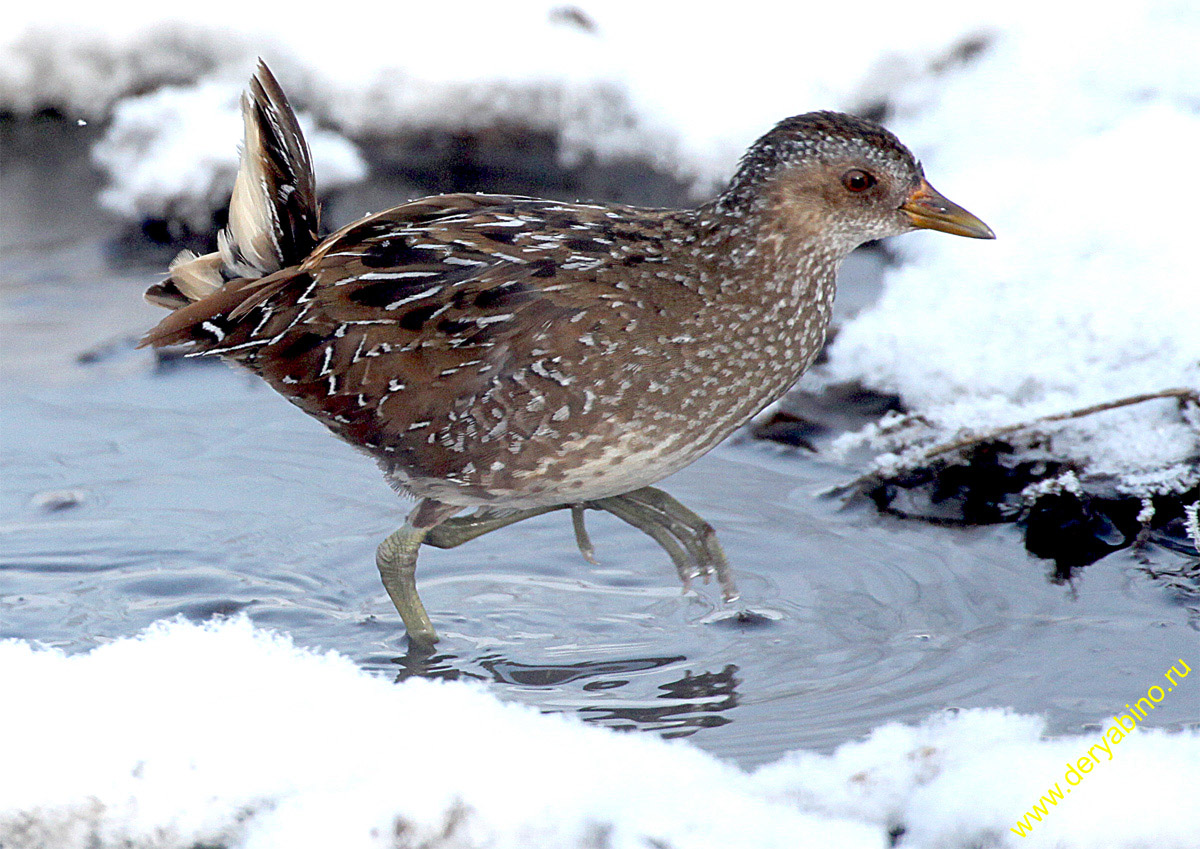  Porzana porzana Spotted Crake