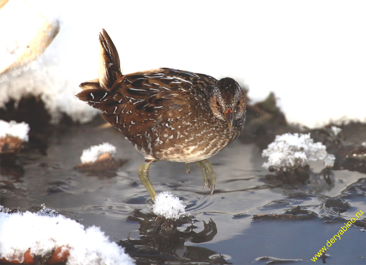  Porzana porzana Spotted Crake