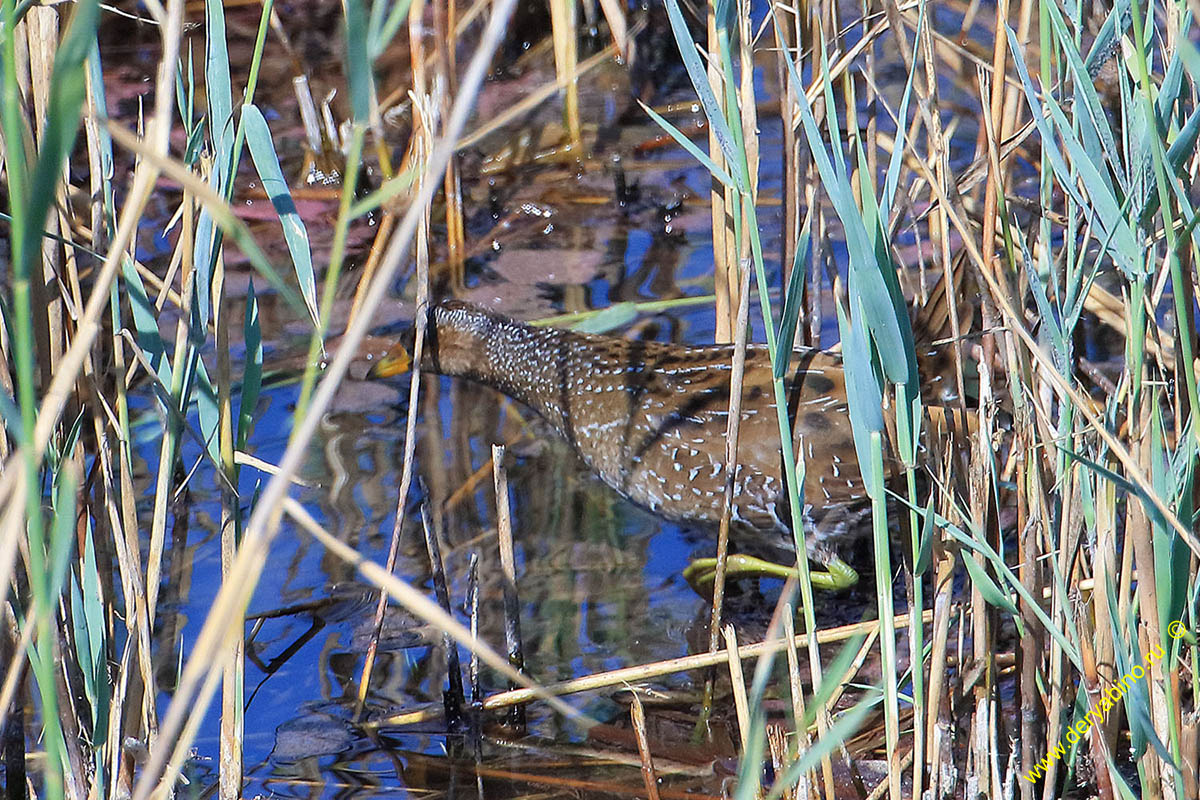  Porzana porzana Spotted Crake