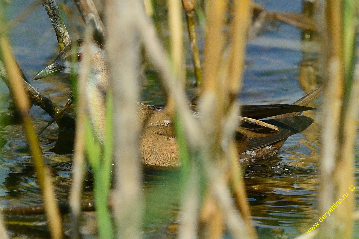   Porzana parva Little crake