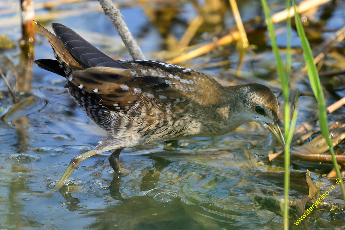   Porzana Puzilla  Baillon`s crake