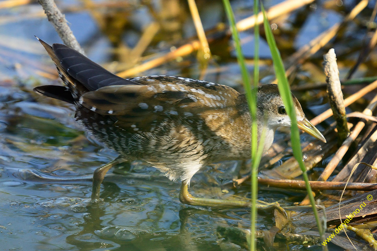   Porzana Puzilla  Baillon`s crake