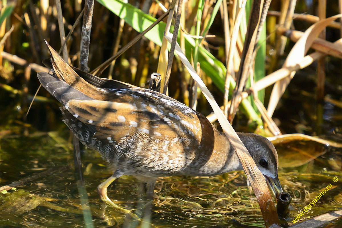   Porzana Puzilla  Baillon`s crake