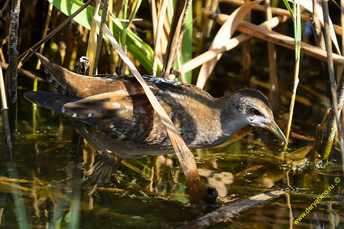   Porzana Puzilla  Baillon`s crake