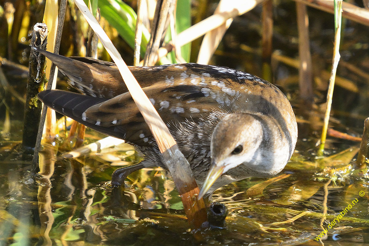   Porzana Puzilla  Baillon`s crake