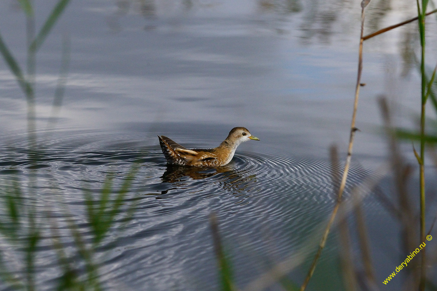   Porzana parva Little crake