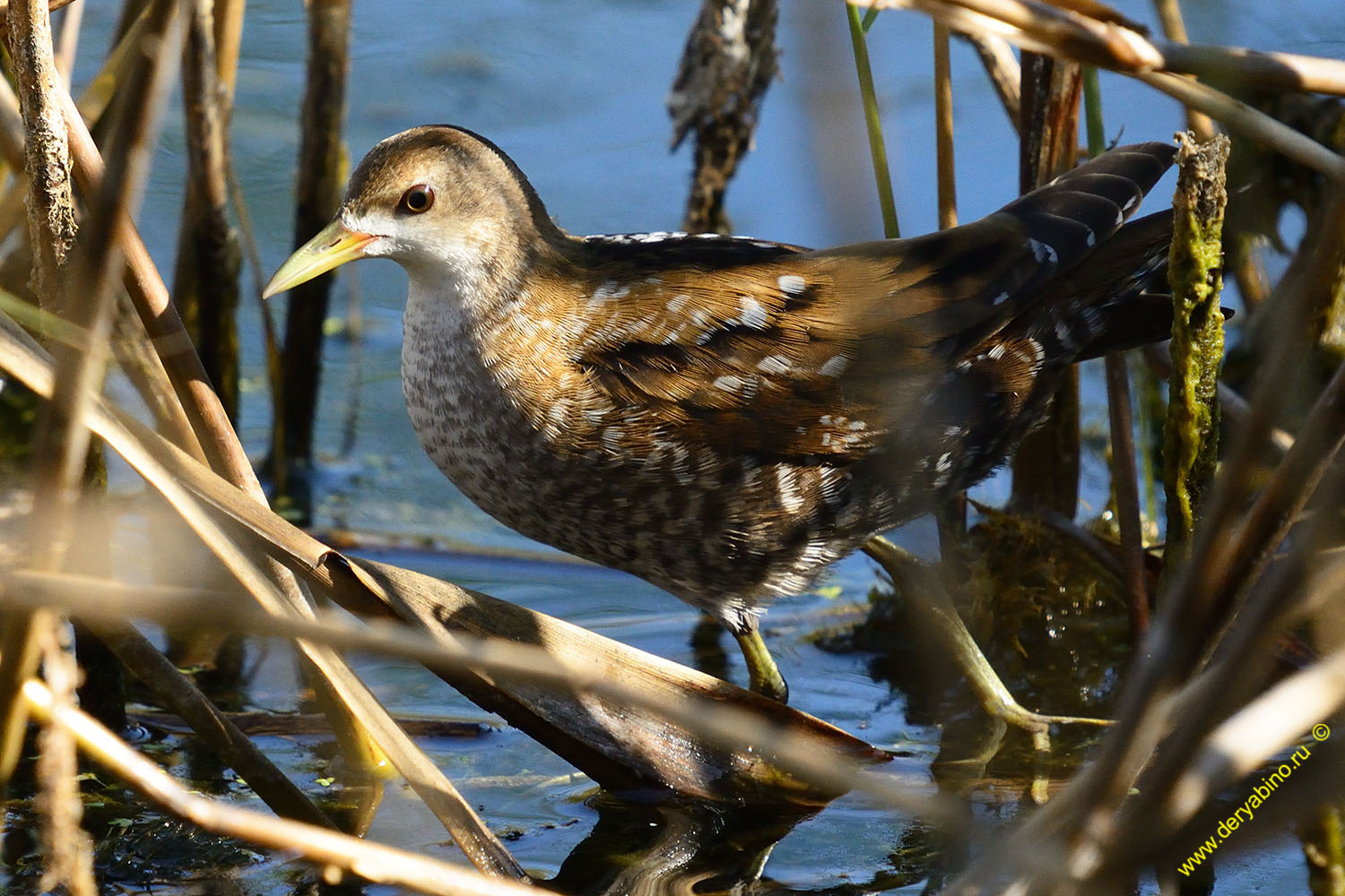   Porzana Puzilla  Baillon`s crake