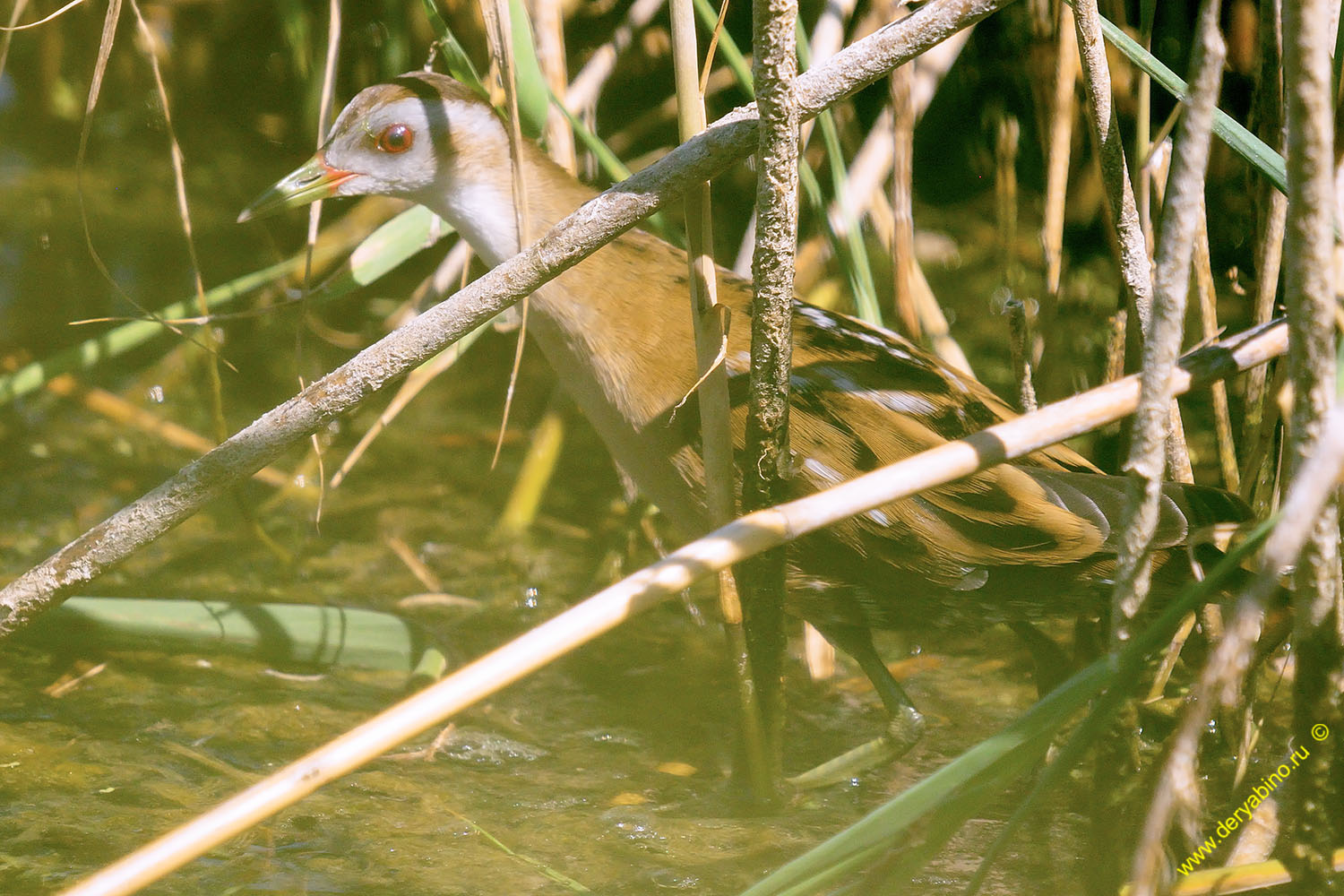   Porzana parva Little Crake