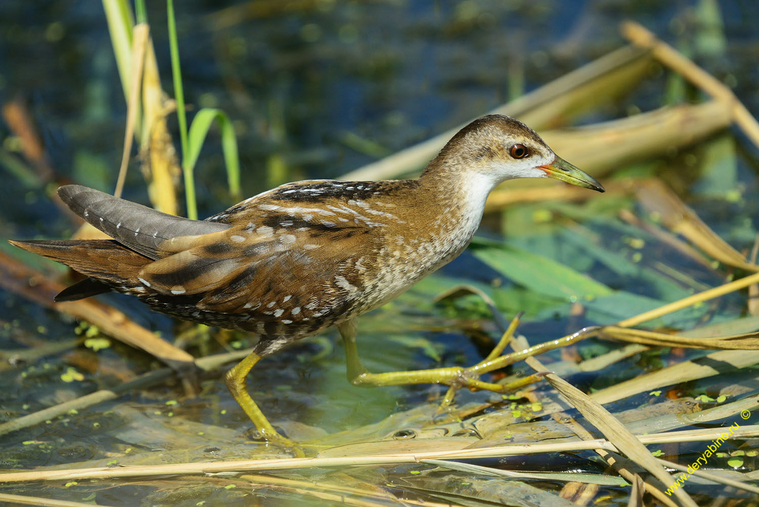   Porzana parva Little Crake