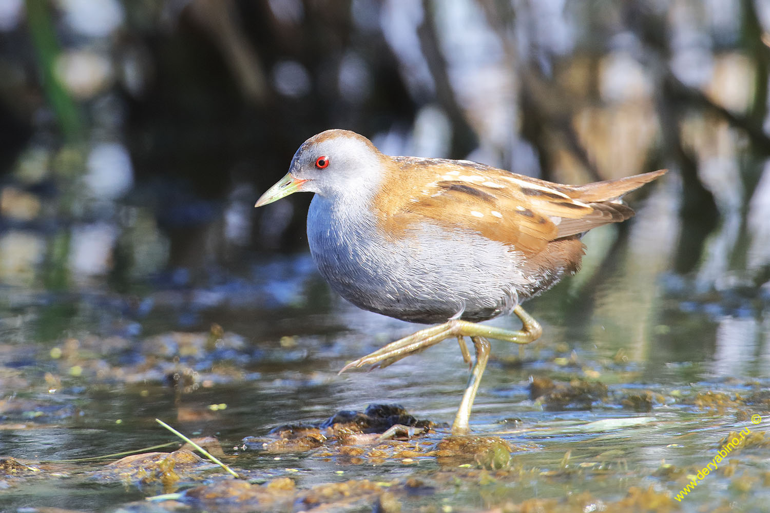   Porzana parva Little Crake