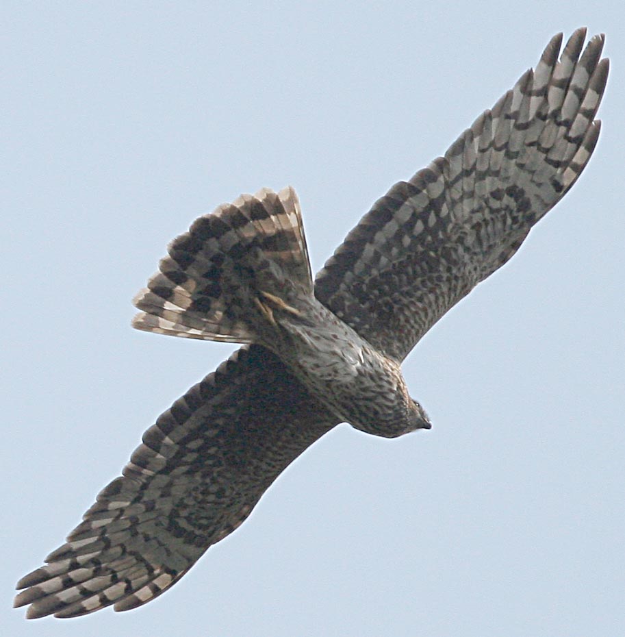   Circus cyaneus Hen Harrier