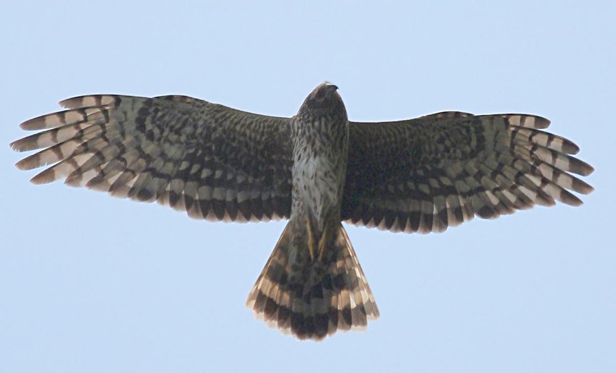   Circus cyaneus Hen Harrier