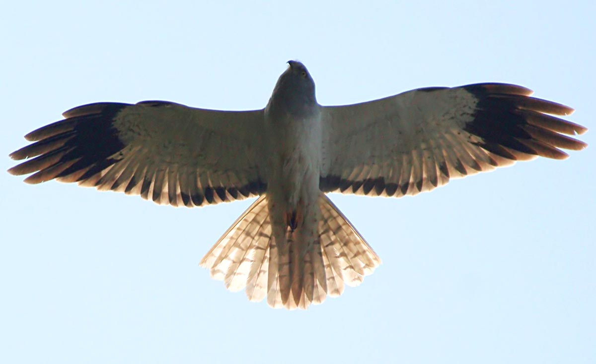   Circus cyaneus Hen Harrier