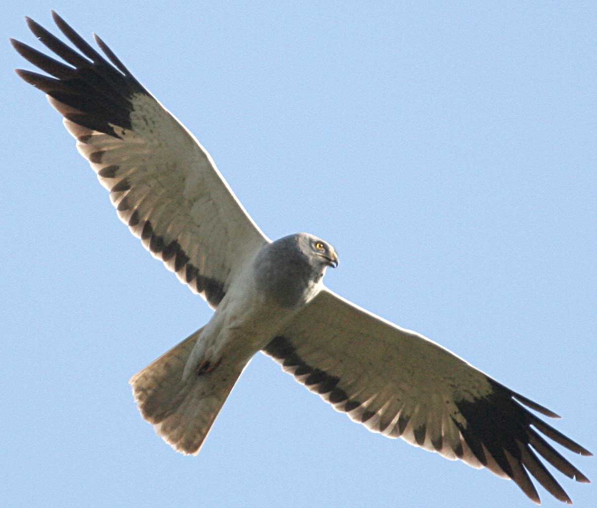   Circus cyaneus Hen Harrier