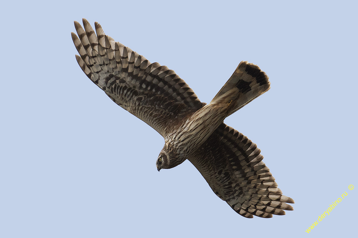   Circus cyaneus Hen Harrier