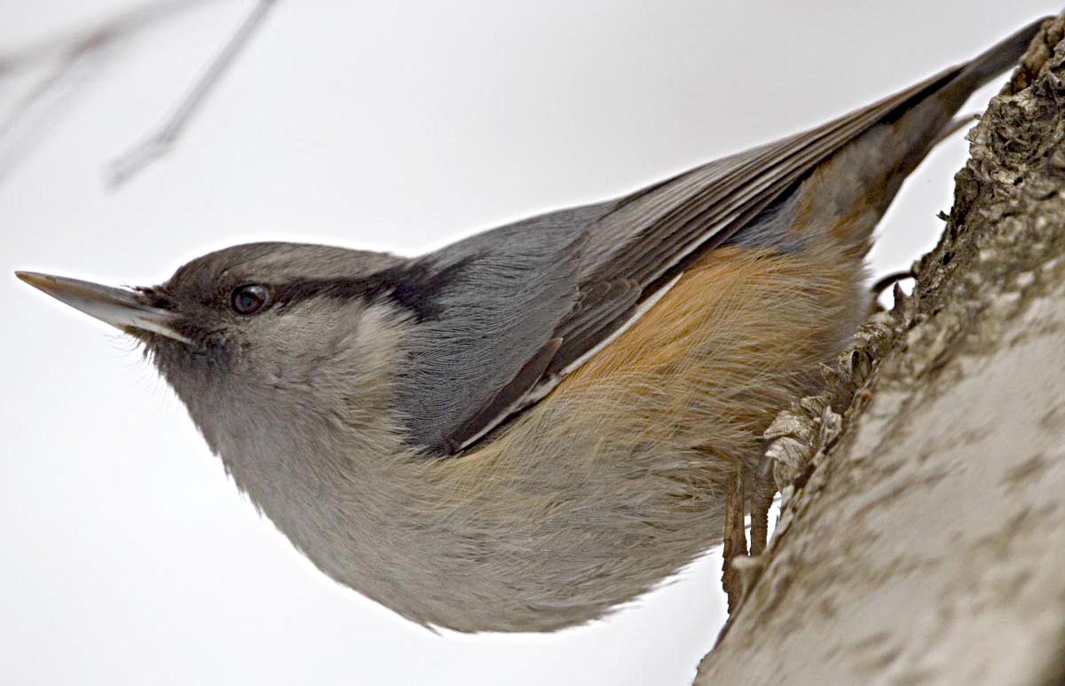 птицы алтайского края зимой 
