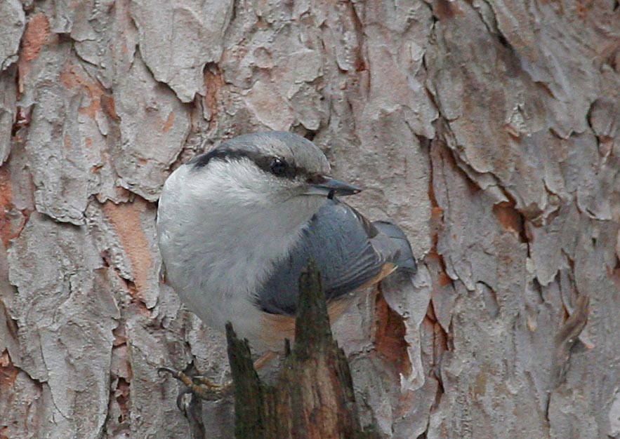  Sitta europaea Eurasian Nuthatch