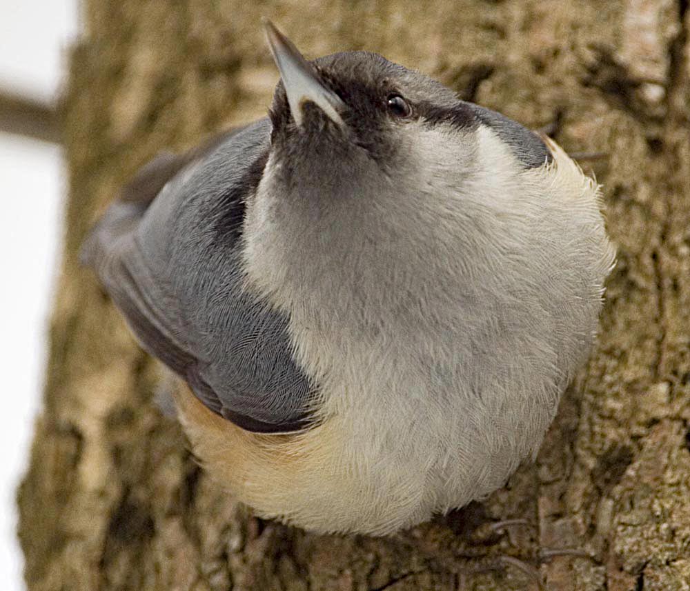  Sitta europaea Eurasian Nuthatch