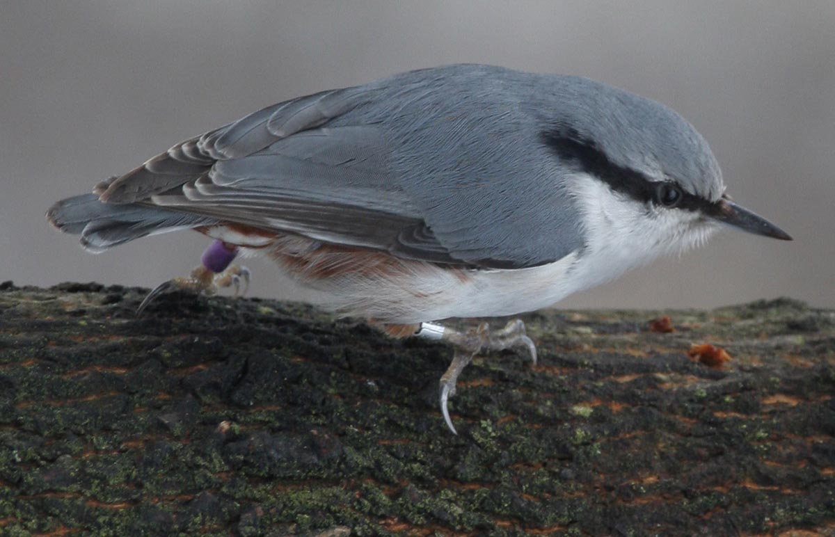  Sitta europaea Eurasian Nuthatch