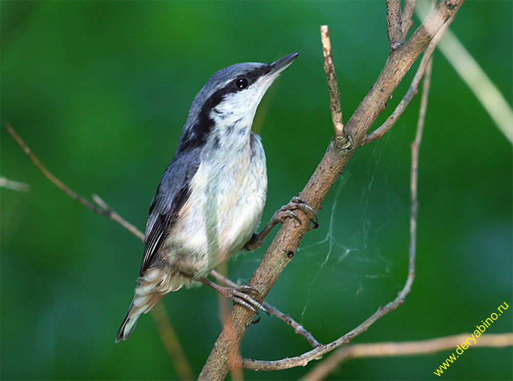  Sitta europaea Eurasian Nuthatch