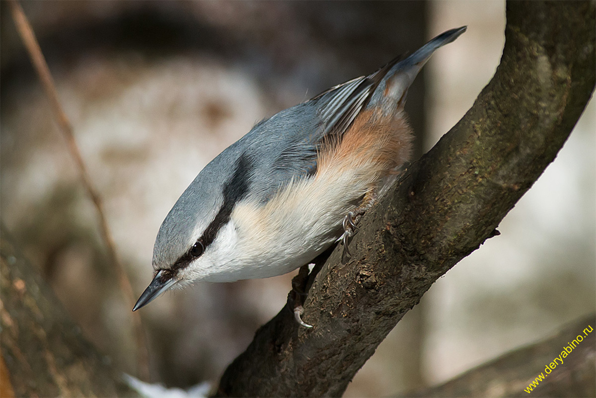  Sitta europaea Eurasian Nuthatch