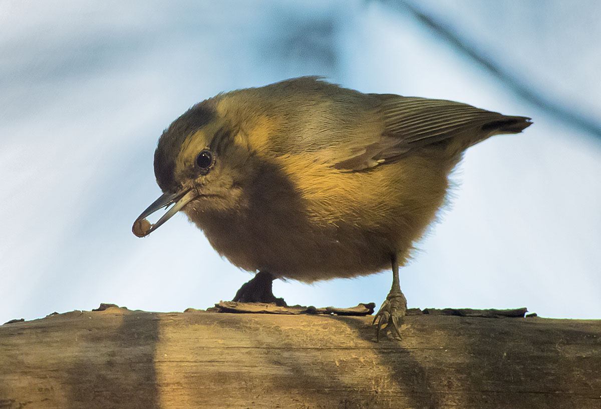   Sitta villosa Chinese nuthatch