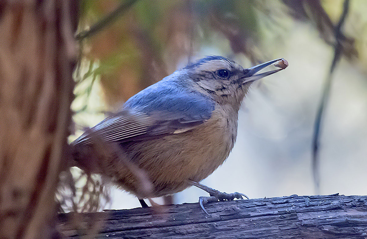   Sitta villosa Chinese nuthatch