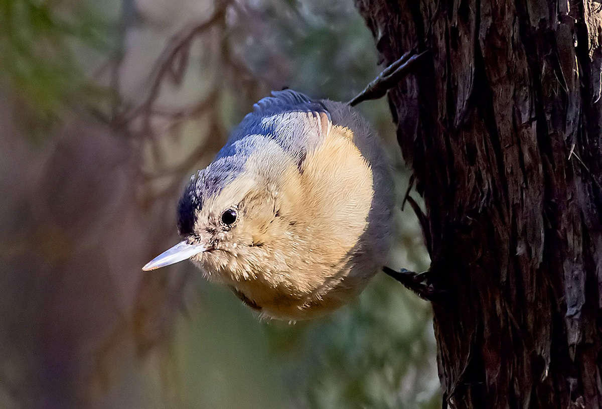   Sitta villosa Chinese nuthatch