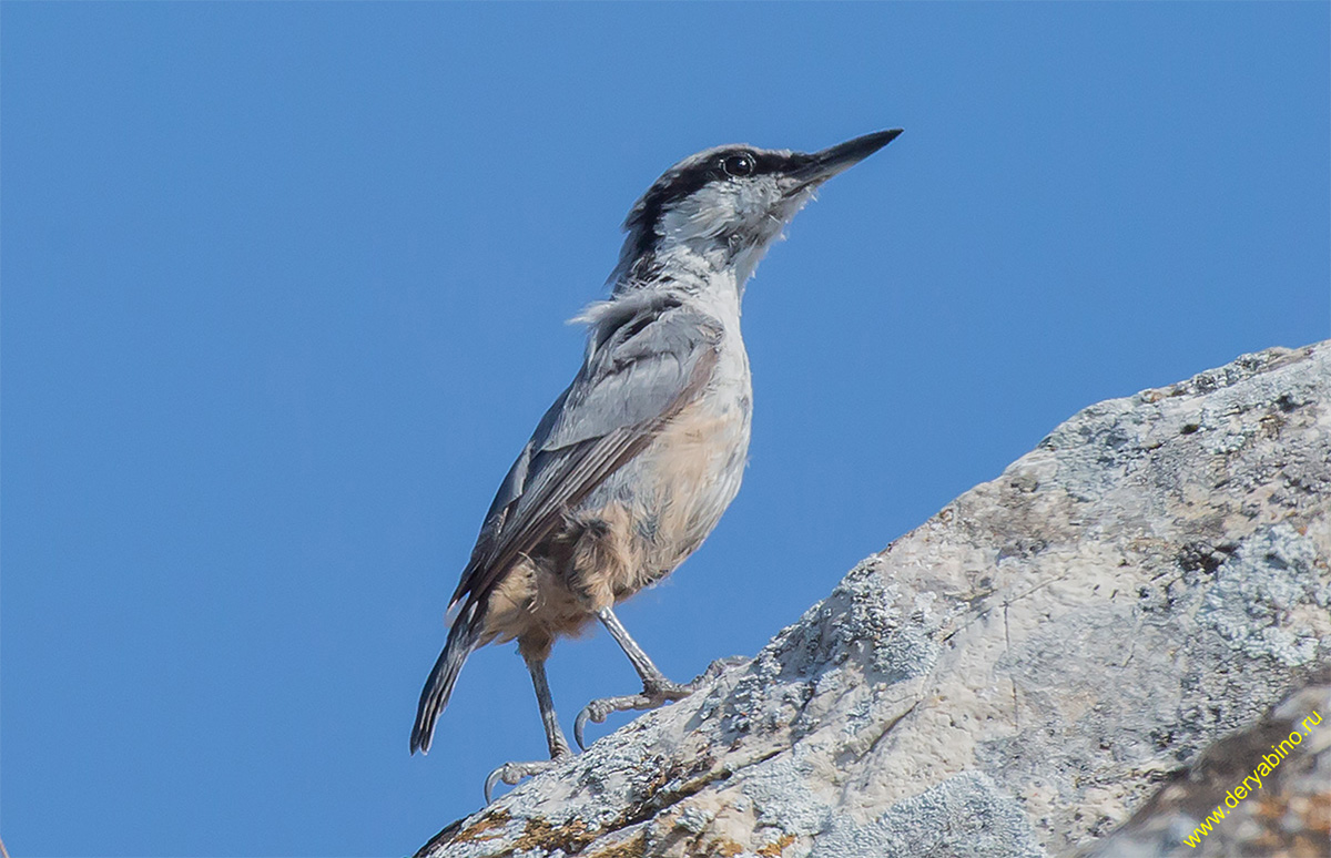    Sitta neumayer Western rock nuthatch