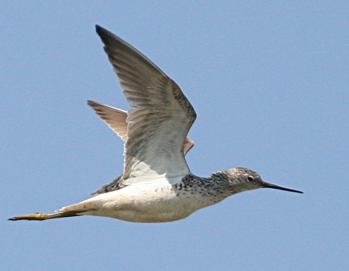  Tringa stagnatilis Marsh Sandpiper