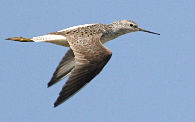  Tringa stagnatilis Marsh Sandpiper