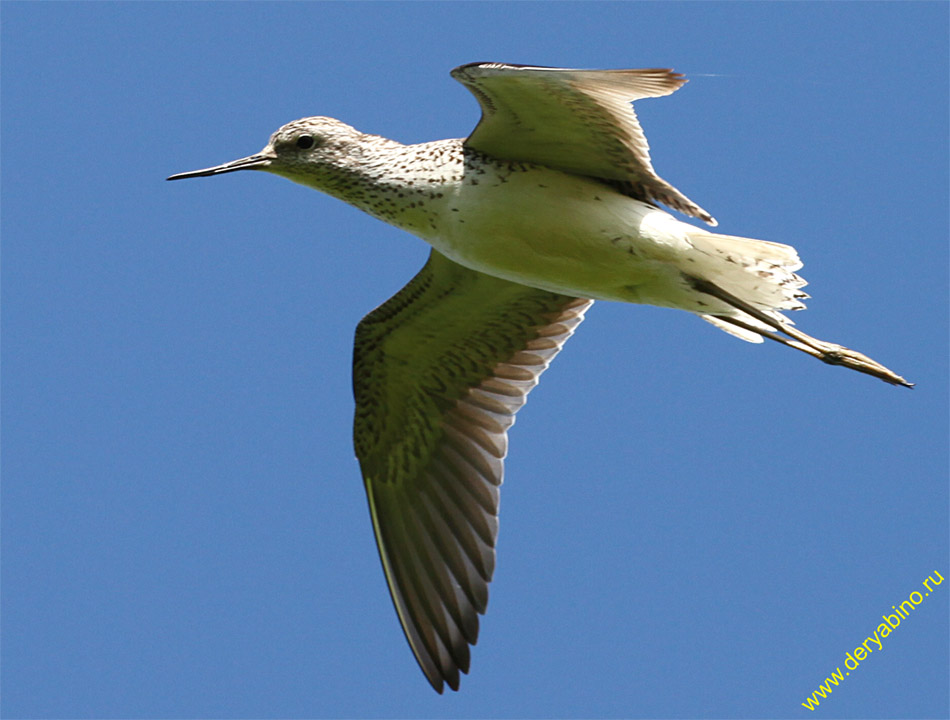  Tringa stagnatilis Marsh Sandpiper