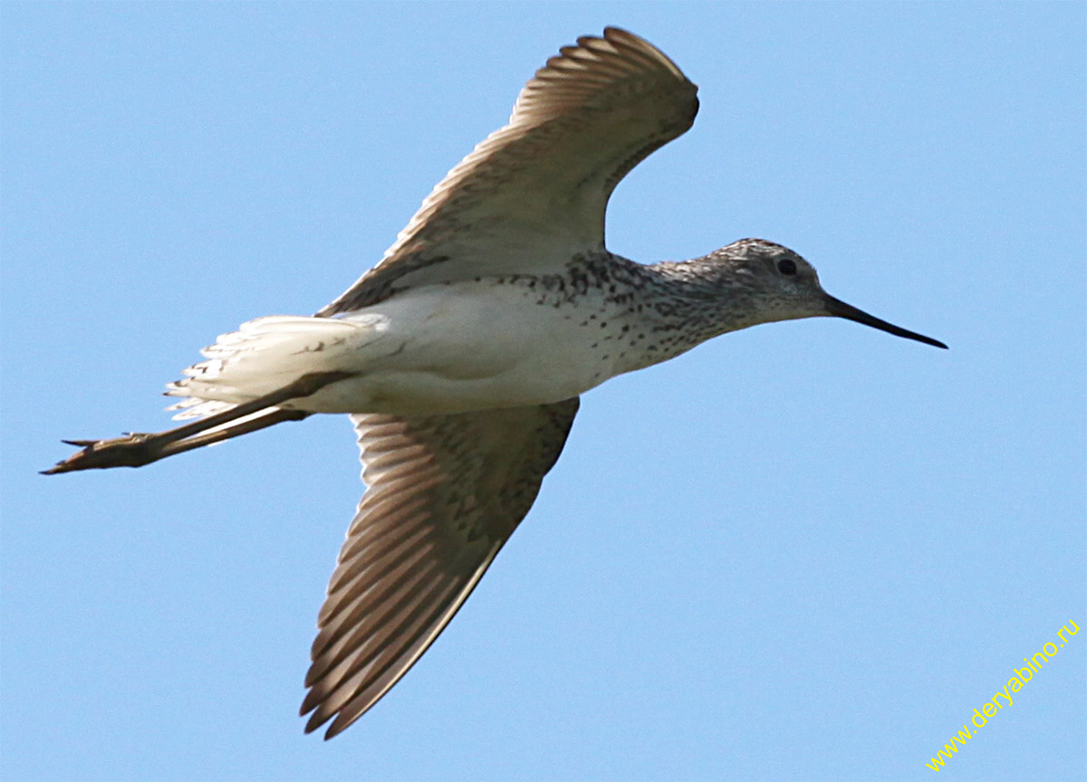  Tringa stagnatilis Marsh Sandpiper