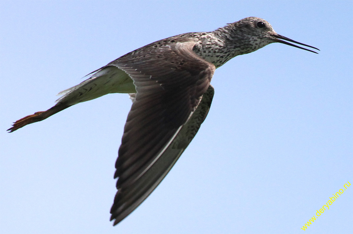  Tringa stagnatilis Marsh Sandpiper