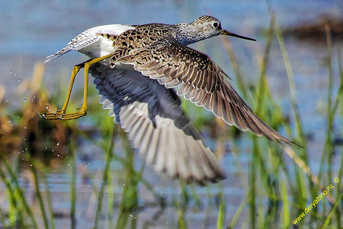  Tringa stagnatilis Marsh Sandpiper